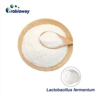 Lactobacillus Fermentum por