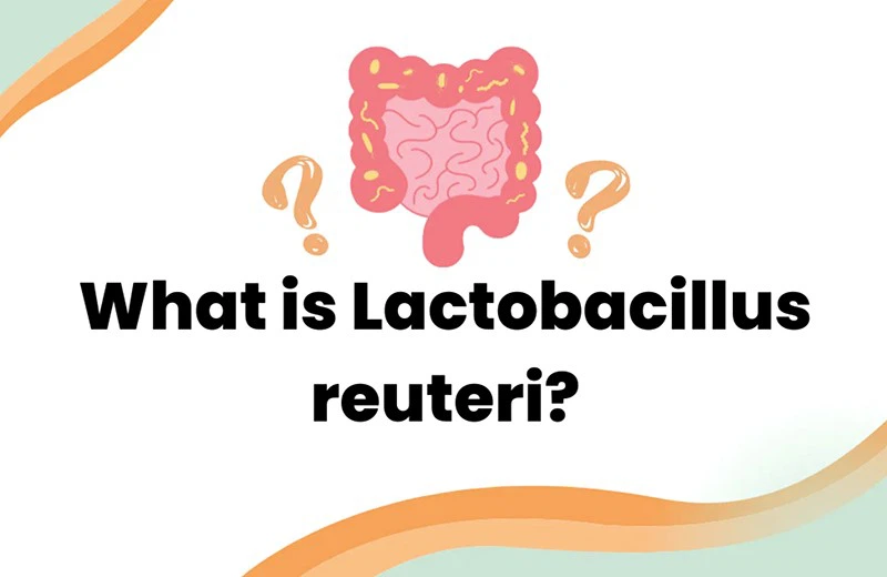 Lactobacillus reuteri Lactobacillus reuteri